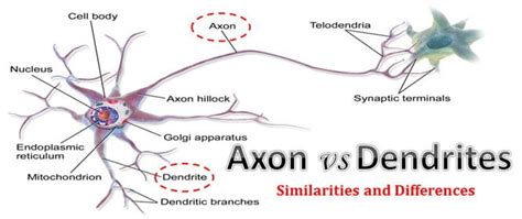 Difference between Axon and Dendrites | EasyBiologyClass