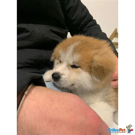 Cucciolo Di Akita Inu Fulvo In Vendita A Manfredonia Fg