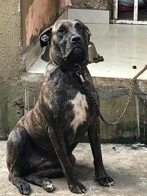 Brindle Adult Female Boerboel Available - Pets - Nigeria