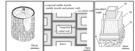 Schematic model of the hierarchical structure of tracheids. (a) A log ...