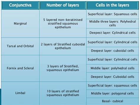 Anatomy of conjunctiva