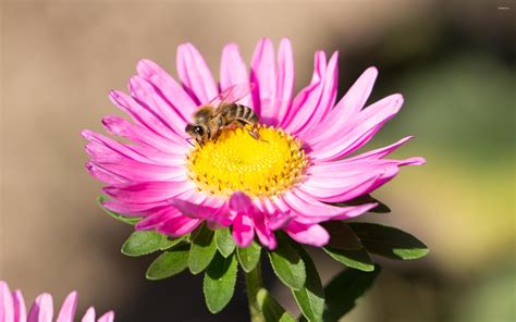 Bee on a pink China aster wallpaper - Animal wallpapers - #48352