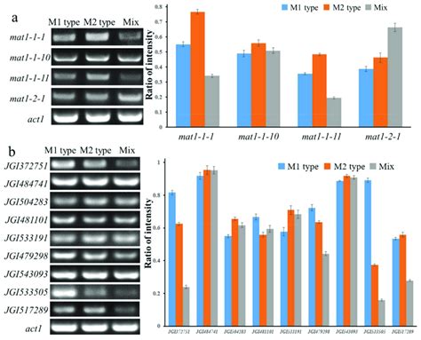 The Transcription Level Of Mating Type Genes And Ascus Download