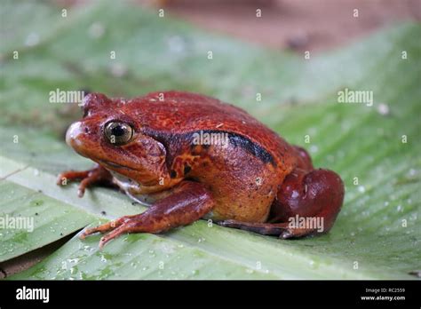 Tomato Frog Dyscophus Antongilii In Madagascar Stock Photo Alamy