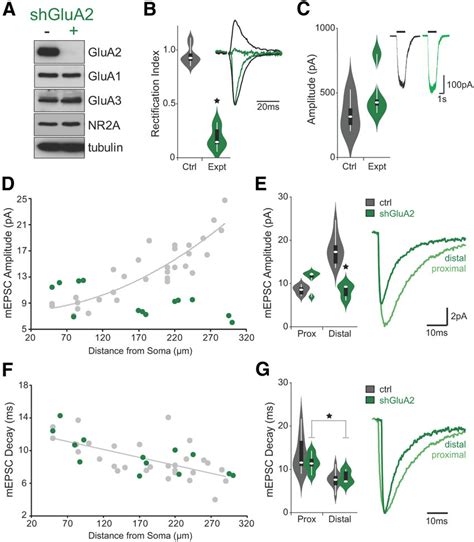 Glua Knockdown Reverses The Distance Dependent Scaling Of Ampars A