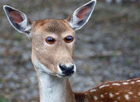 Animals Would Look Super Creepy If Their Eyes Were Right At The Front (23 pics) - Izismile.com