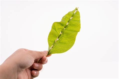 La Mano Con Una Hoja Verde Foto Premium