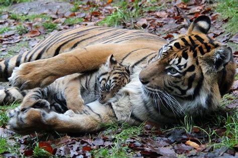 Tiger Cubs With Father And Mother