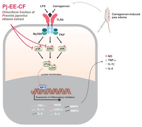 Molecules Free Full Text Anti Inflammatory Activities Of The