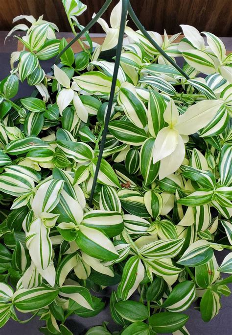 Tradescantia Fluminensis Variegata Wandering Gypsy Cutting Etsy