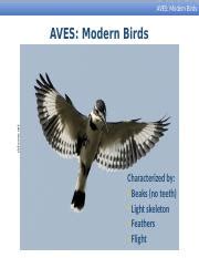 AVES: Modern Birds - Origins, Evolution, and Characteristics | Course Hero