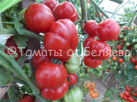 Томат Сладкая красавица • Описание, ОТЗЫВЫ, Фото, Семена