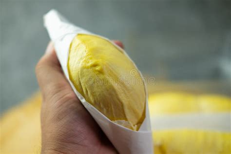 Hand Holding Ripe Durian Tropical Fruit Stock Photo Image Of