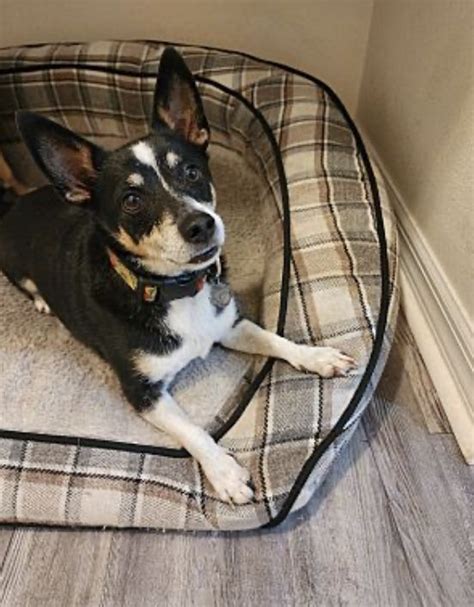 Rat Terrier Puppies For Sale Largo Fl 476337 Petzlover