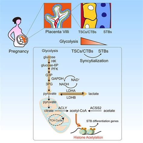 Acetyl Coa Metabolism Maintains Histone Acetylation For Syncytialization Of Human Placental