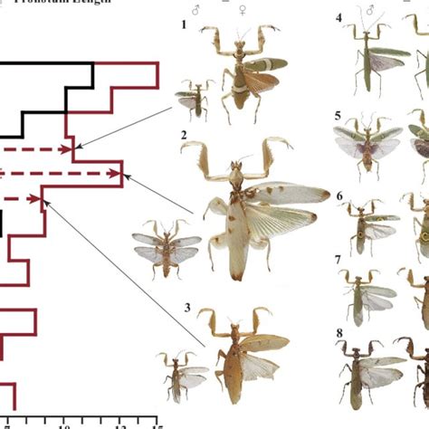 Sexual Size Dimorphism Within Hymenopodinae A Time Calibrated