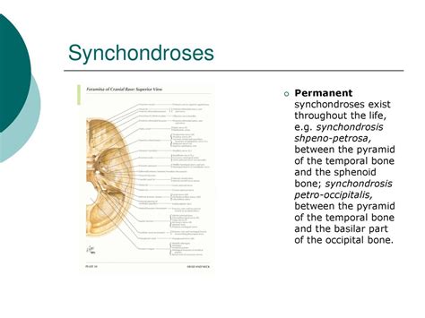 General Syndesmology Department Of Human Anatomy Ppt Download