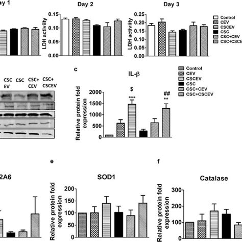 Effect Of EVs Derived From HIV Infected U1 Macrophages On Cytotoxicity