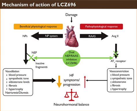 Figure 1 From Sacubitril Valsartan A Novel Angiotensin Receptor