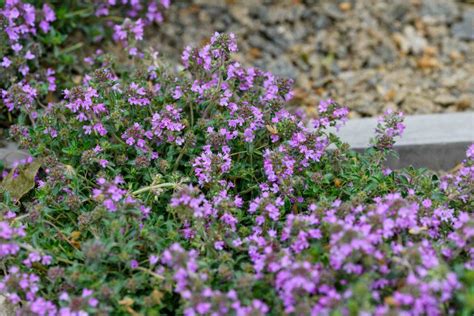 Top Sterke En Vaste Planten Voor Borders In De Zon Gardeners World