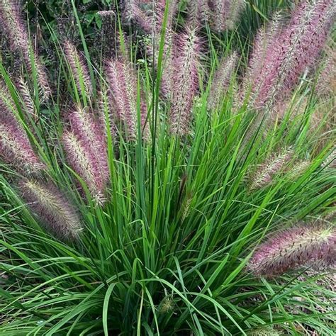 Pennisetum alopecuroides RED HEAD Graminée Toutes les Graminées