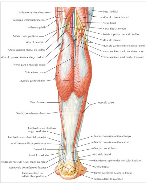 Membros Inferiores M Sculos Do Membro Inferior