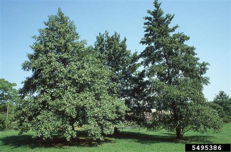 European Black Alder Alnus Glutinosa