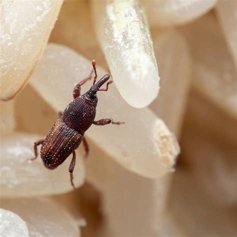 Cómo evitar gorgojos orugas y gusanos en casa y en el huerto con cúrcuma