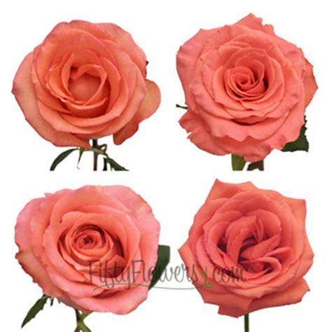 Salmon Pink Roses