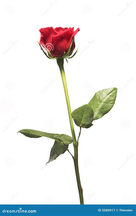 Single Red Rose With Stem