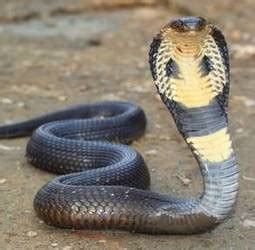 Snake Facts for Kids - Snake Facts