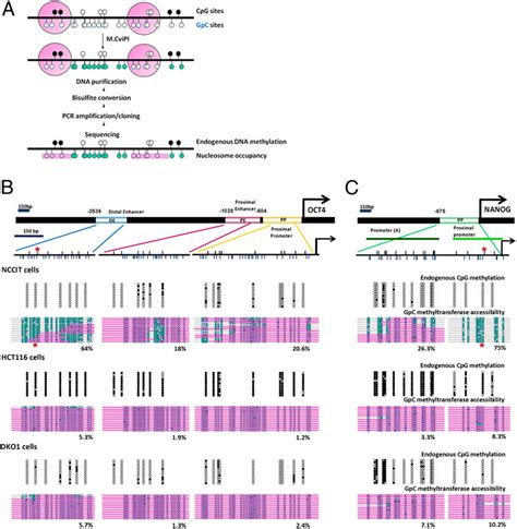 OCT4 And NANOG Show Distinct Nucleosome Configurations At DNA