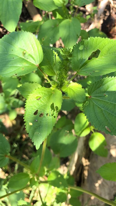 Hophornbeam Copperleaf Acalypha Ostryifolia Wades Blog