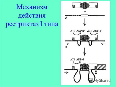Презентация на тему: "Репарация ДНК. Модификация и рестрикция ...