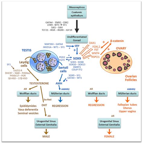 Development Of Gonads And Genital Ducts Males And