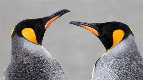 King Penguin - Королевский пингвин (Aptenodytes patagonicu… | Flickr