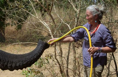 Inside the war to save Africa’s elephants | CNN