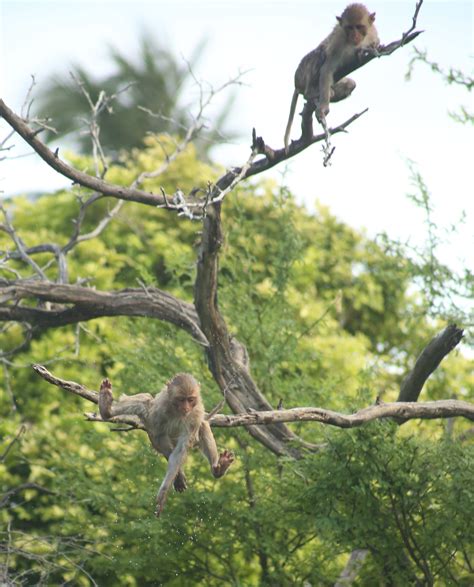 What Can We Learn from a Monkey Water Park? — Mary Bates, PhD