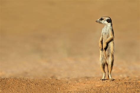 Photo facts: The meerkat - Fascinating Africa