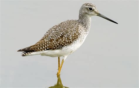 Autumn Shorebirds I The Common Species Bird Alliance Of Oregon