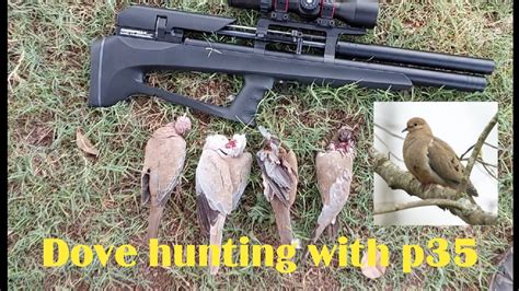 Dove Hunting With Snowpeak P35 Air Gun YouTube