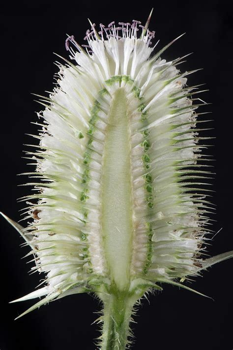 Teasel Flower Photograph By Nigel Cattlin Fine Art America