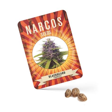 Blackbeard Narcos Seeds At Hollands High Snel Discreet Verzonden