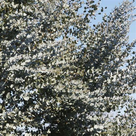 Eukalyptus Azura 200cm winterhart günstig online kaufen GartenGar