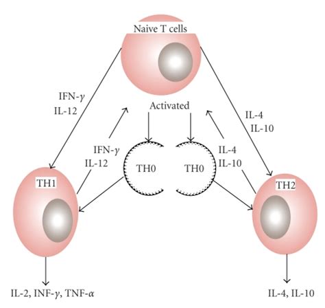 Cytokine Mediated Differentiation Of Th1 Th2 Cells Undifferentiated