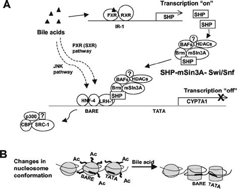 Action Of Shp On Negative Feedback Regulation Of Cyp A In Bile Acid