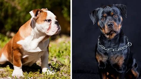 Bulldog Rottweiler Mix