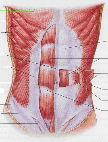 Lab 7 Human Muscles Chest Abdomen Flashcards Quizlet