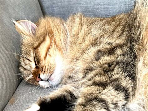 Discover How Many Hours Your Cat Truly Sleeps Each Day - Hunter Games Magazine