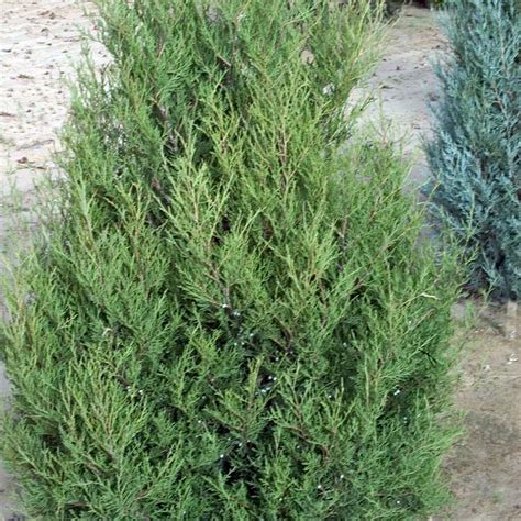 Juniperus chinensis 'Spartan' - Horsford Gardens and Nursery